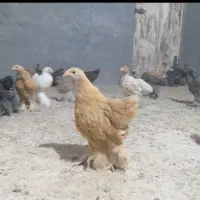 فروش فوری