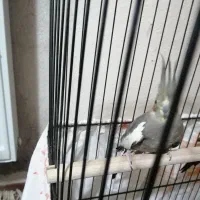 پرنده عروس هلندی