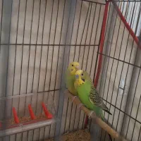 مرغ عشق نر و ماده سرحال