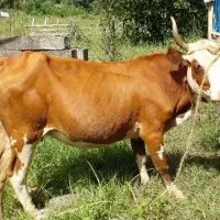 گاوچالوسی