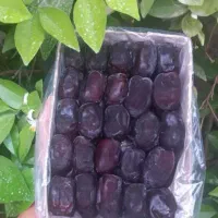 پخش خرما صادراتی دو ردیفه