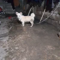 سگ پاکوتاه