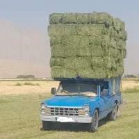 یونجه تحویل درب دامداری