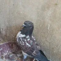 کبوتر