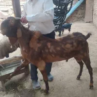 نر بز خلو تکه بز بزغاله شیرا میش بره دار نر ماده