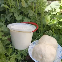 لبنیات کره ماست دوغ شیر محلی
