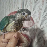جوجه گرینچیک