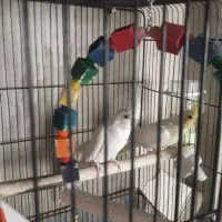 طوطی عروس هلندی جفت آلبینو و لوتینو