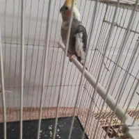 عروس هلندی ابلغ
