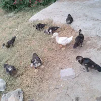 اردک ۲ ماهه اسرائیلی