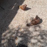 فروش چند عدد کبوتر