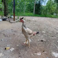مرغ لاری دانگ بالا سالم سرحال