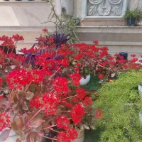 گل های طبیعی
