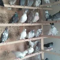 کبوتر بارجدید رسید . قفسی جدید