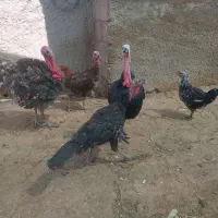 بوقلمون محلی فیروزآباد