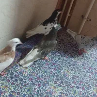 کبوتر سرور دم سفید.یالی.طوقی