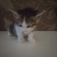 گربه