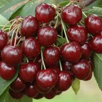 نهال گیلاس خوشه ای اماده فروش