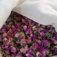 گل محمدی|گل و گیاه طبیعی|قم, شاد قلی|دیوار