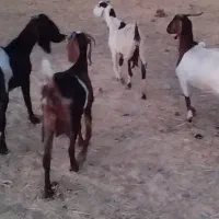 بز بزغاله هلندی اصیل میش بره گوسفند گاو یا گوساله