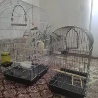 قفس عروس هلندی