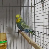 مرغ عشق رینبو وایولت و کبالت