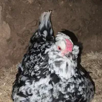 تخم‌مرغ نطفه دار گلین