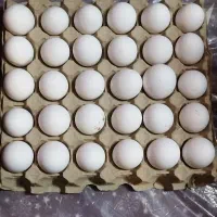 تخم مرغ