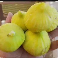 میوه