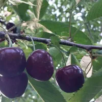 گیلاس تکدانه اشنویه