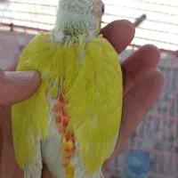 گرینجیک