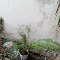گل سیکاس
