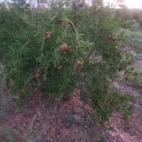 باغ اناری وپسته