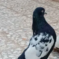 کفتر گمشده