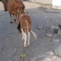 جیرفت