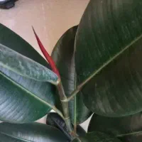 قلمه گل فیکوس