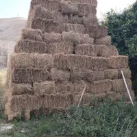 علوفه دیمی