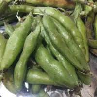 باقالی ارگانیک