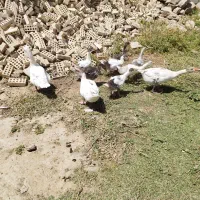 غاز|حیوانات مزرعه|کرخه, |دیوار