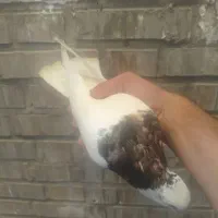 طوقی هفت رنگ