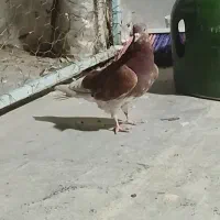 5عدد جوجه کفر