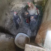مرغ کرچ به همراه جوجه مرغ و خروس