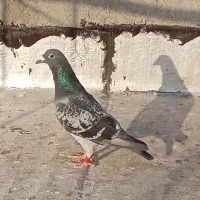 کبوتر دوبر نر