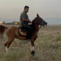 مادیان کرد ۳سال نوه بن طوطی