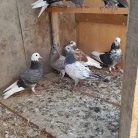 کبوتر