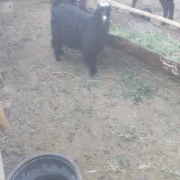 بز غاله ماده