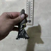 جوجه سهره های ناب لرستان معاوضه هم دارم