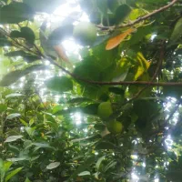 درخت میوه|گل و گیاه طبیعی|آبادان, |دیوار