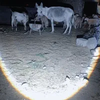 خر رمگی