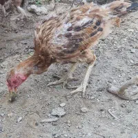 مرغ لاری